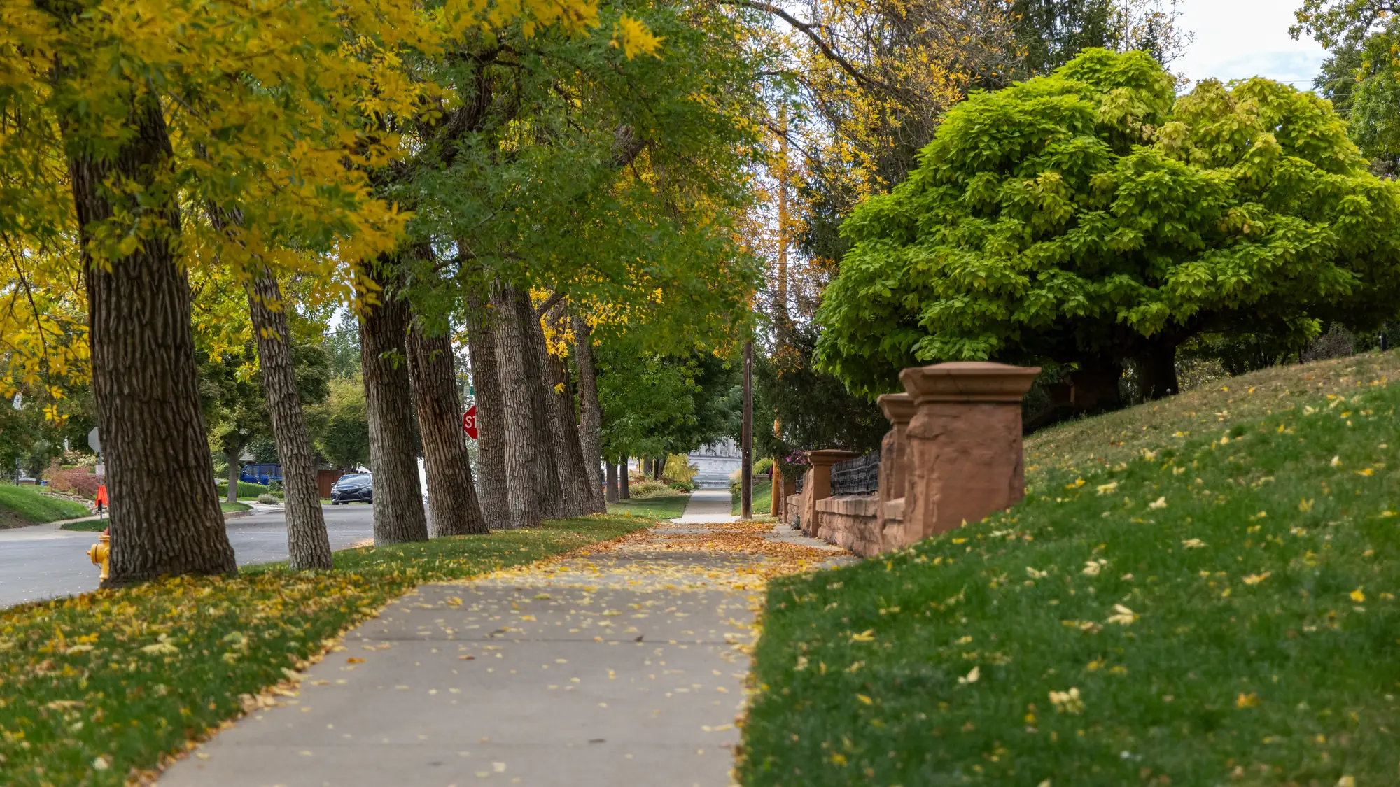 Tree-lined sidewalk in The Avenues, Salt Lake City